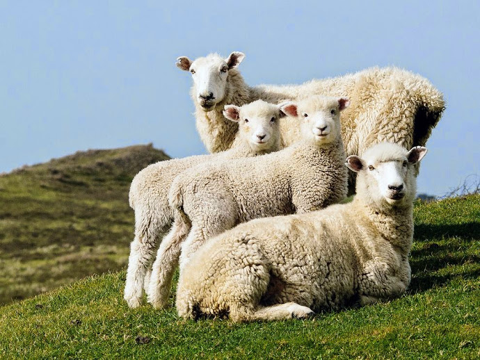 sheep-portrait-new-zealand_88364_990x742